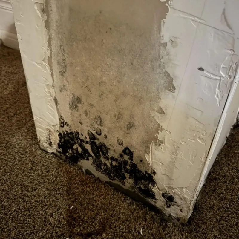Professional Mold Removal in Elsa, TX